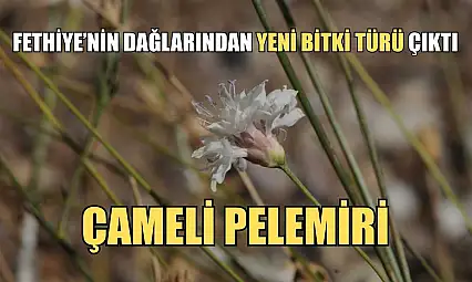 Fethiye'nin dağlarından yeni bitki türü çıktı: Çameli pelemiri
