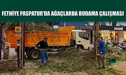 Fethiye Paspatur'da ağaçlarda budama çalışması