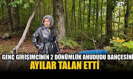 Genç girişimcinin 2 dönümlük ahududu bahçesini ayılar talan etti
