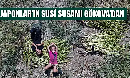 Japonlar'ın suşi susamı Gökova'dan