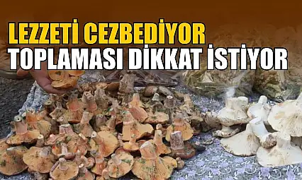 Lezzeti cezbediyor, toplaması dikkat istiyor