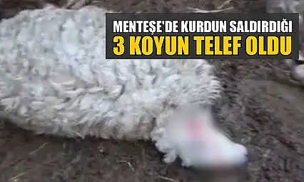 Menteşe'de kurdun saldırdığı 3 koyun telef oldu