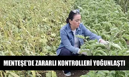 Menteşe'de zararlı kontrolleri yoğunlaştı