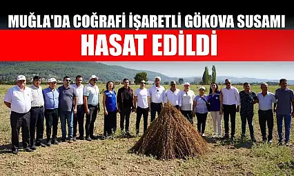 Muğla'da coğrafi işaretli Gökova susamı hasat edildi
