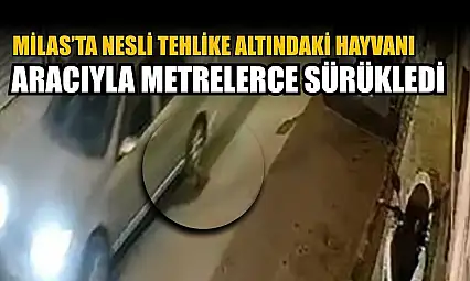 Nesli tehlike altındaki hayvanı aracıyla metrelerce sürükledi