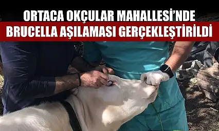 Ortaca Okçular Mahallesi'nde Brucella aşılaması gerçekleştirildi