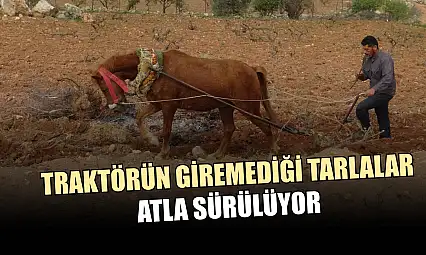 Traktörün giremediği tarlalar atla sürülüyor