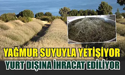 Yağmur suyuyla yetişiyor, yurt dışına ihracat ediliyor
