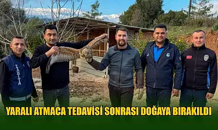 Yaralı atmaca tedavisi sonrası doğaya bırakıldı