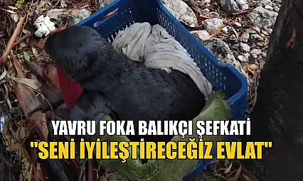 Yavru foka balıkçı şefkati: 'Seni iyileştireceğiz evlat'