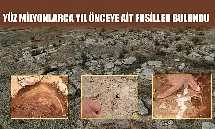 Yüz milyonlarca yıl önceye ait fosiller bulundu