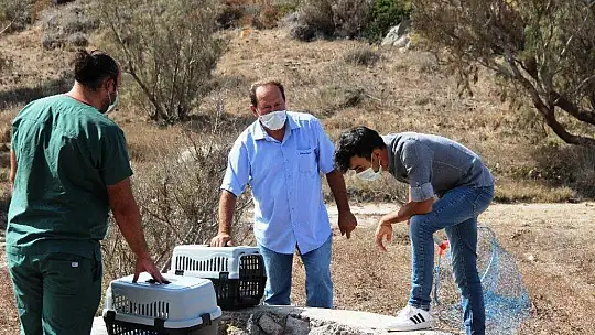 'Adada kedi var' ihbarı ekipleri seferber etti
