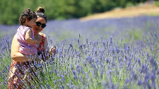 'MOR TARLALAR' GÜZELLİĞİYLE GÖZ KAMAŞTIRIYOR