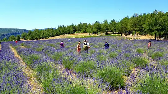 'MOR TARLALAR' GÜZELLİĞİYLE GÖZ KAMAŞTIRIYOR