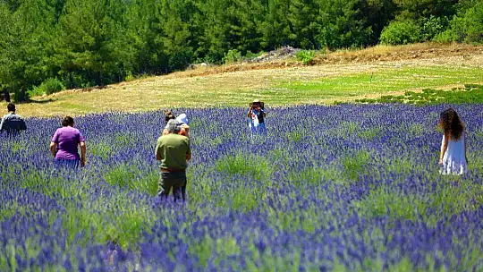 'MOR TARLALAR' GÜZELLİĞİYLE GÖZ KAMAŞTIRIYOR