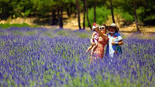 'MOR TARLALAR' GÜZELLİĞİYLE GÖZ KAMAŞTIRIYOR