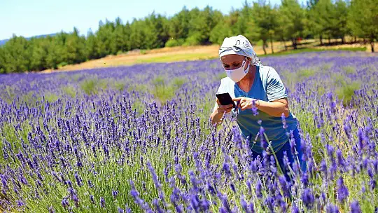 'MOR TARLALAR' GÜZELLİĞİYLE GÖZ KAMAŞTIRIYOR