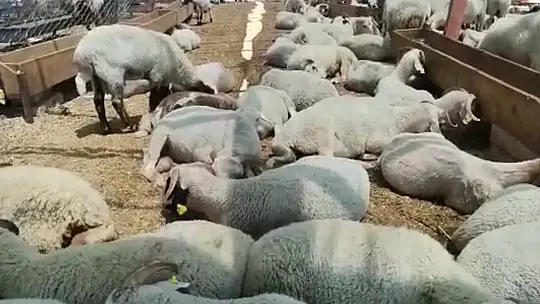 Hayvan pazarında kurbanlık satışları devam ediyor