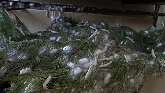 Kozalar Tamamlanmak Üzere...