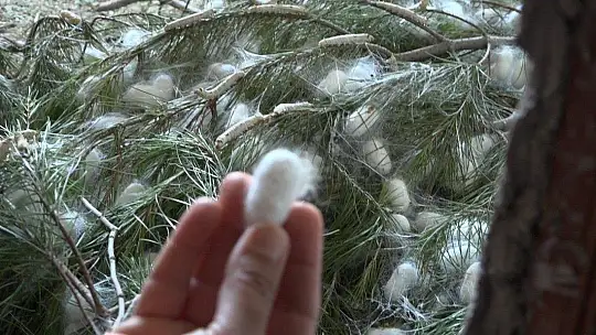 Kozalar Tamamlanmak Üzere...