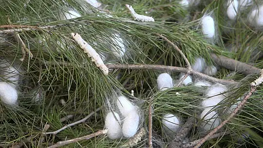 Kozalar Tamamlanmak Üzere...