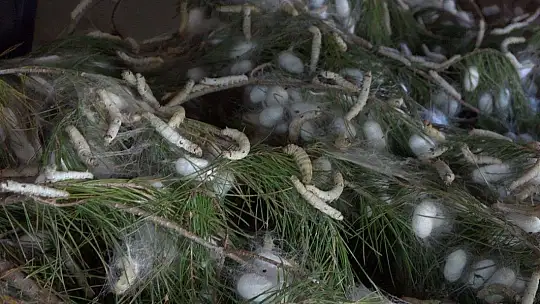 Kozalar Tamamlanmak Üzere...