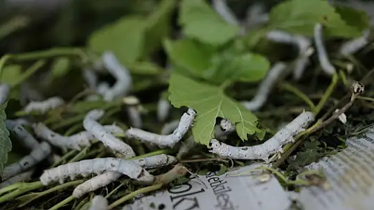 Çobanlar Koza Birliği Yolda