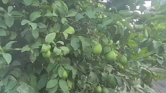 MİLLETVEKİLİ GÖKCAN, 75 YAŞINDAKİ LİMON ÜRETİCİSİ ZİYA AMCA'YI ZİYARET ETTİ