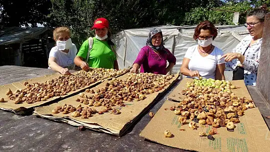 Fethiye ve Seydikemer'de İncir Ağaçlarına Kimlik Kartı Verilecek