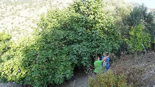 Fethiye ve Seydikemer'de İncir Ağaçlarına Kimlik Kartı Verilecek