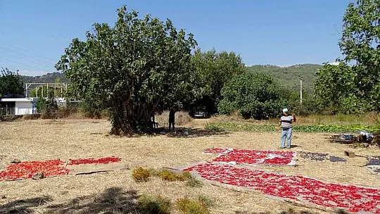 Fethiye ve Seydikemer'de İncir Ağaçlarına Kimlik Kartı Verilecek