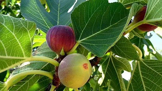 Fethiye ve Seydikemer'de İncir Ağaçlarına Kimlik Kartı Verilecek