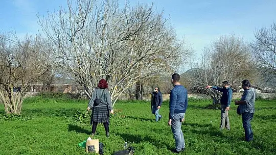 Bölgemizde Fethiye Kaya İnciri üretimi arttırılıyor