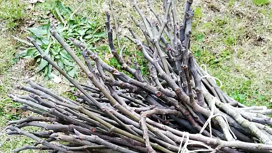 Bölgemizde Fethiye Kaya İnciri üretimi arttırılıyor