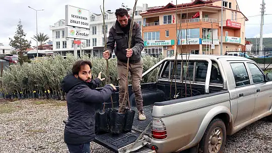 2500 FETHİYE KAYA İNCİRİ FİDANI ÜRETİCİLERE DAĞITILDI