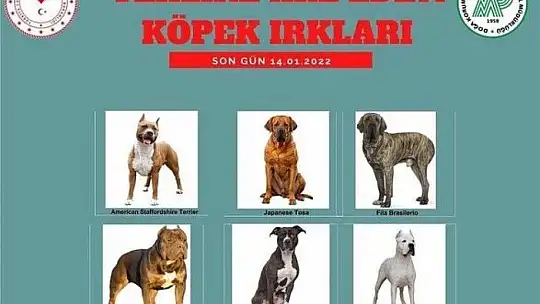 Tehlikeli Köpek Yetiştirenlere 11 bin TL Ceza