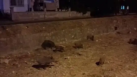 DOMUZLAR ŞEHİR HAYATINI SEVDİ