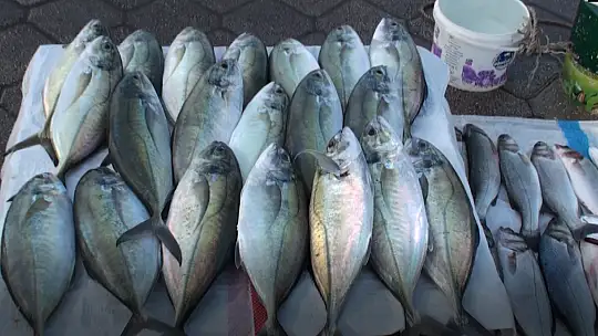 SAHİL BANDINDA BALIK BEREKETİ