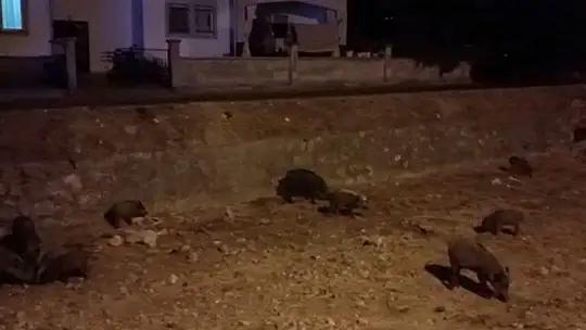 DOMUZLAR ŞEHİR HAYATINI SEVDİ