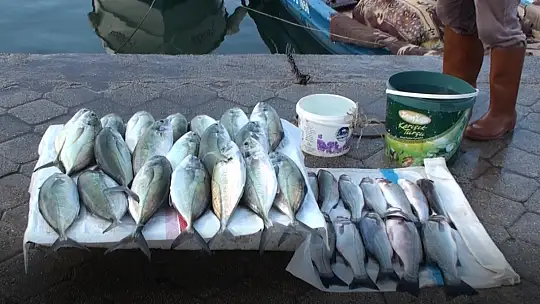 SAHİL BANDINDA BALIK BEREKETİ