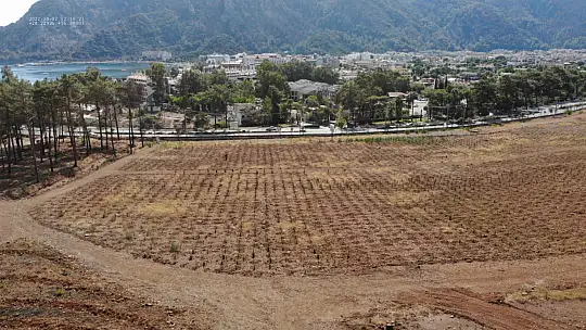 Yanan Alanların Tamamı Ağaçlandırıldı