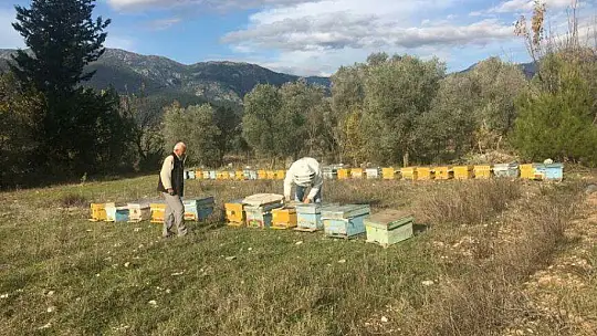 2019 Yılı Arılı Kovan Destekleme Başvuruları Başladı
