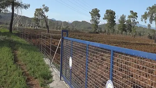 Çobanlar Koza Birliği Yolda