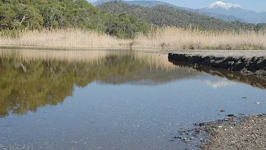 Su samuru foto kapanla görüntülendi 