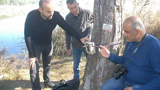 Su samuru foto kapanla görüntülendi 