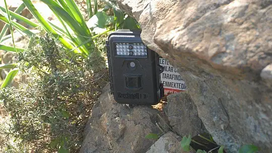 Su samuru foto kapanla görüntülendi 