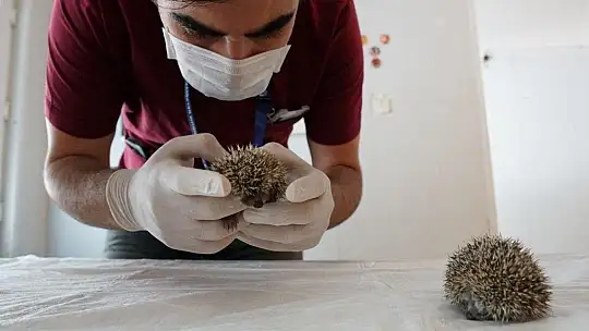 Annesiz kalan 3 yavru kirpi koruma altına alındı