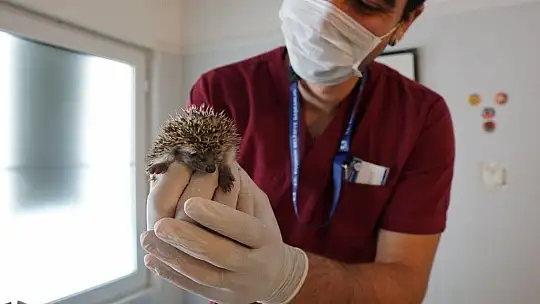 Annesiz kalan 3 yavru kirpi koruma altına alındı