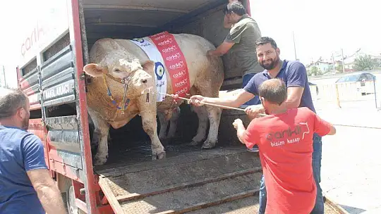FETHİYE'NİN EN BÜYÜK KURBANLIĞI GÖZ KAMAŞTIRDI