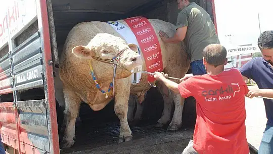 FETHİYE'NİN EN BÜYÜK KURBANLIĞI GÖZ KAMAŞTIRDI